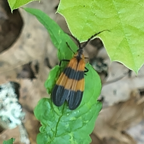 Banded Net-winged Beetle