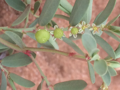 Phyllanthus abnormis