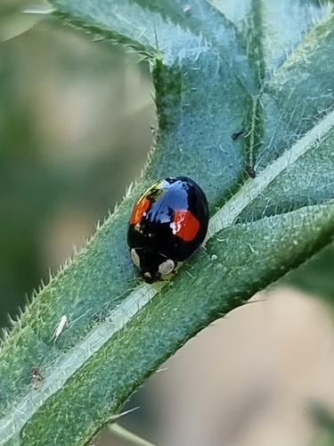Asian Lady Beetle