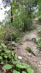 Amorphophallus kiusianus