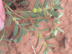 Phyllanthus abnormis