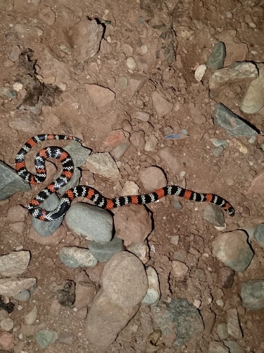Merida Coralsnake