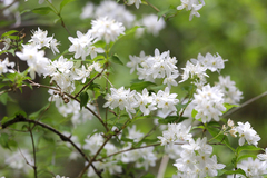 Deutzia gracilis