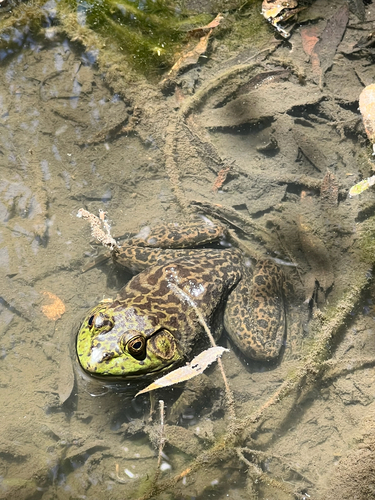 iNaturalist observation photo of American Bullfrog