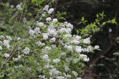 Deutzia gracilis