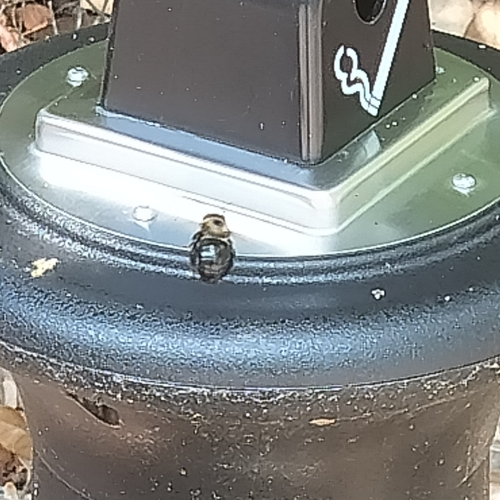 Eastern Carpenter Bee