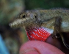Anolis heteropholidotus