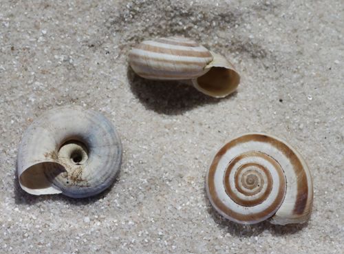 Heath Snail