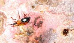 Cylas formicarius