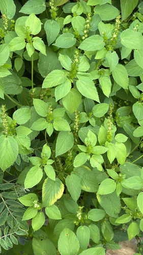 Acalypha persimilis, photograph 5