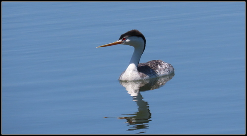 iNaturalist observation photo of Clark's Grebe