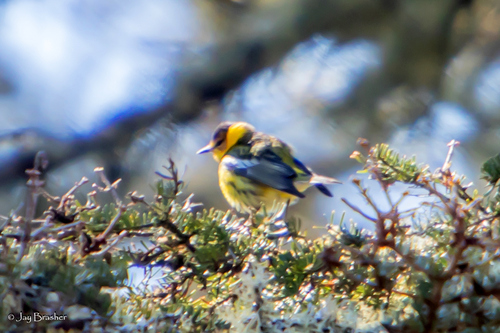 Cape May Warbler