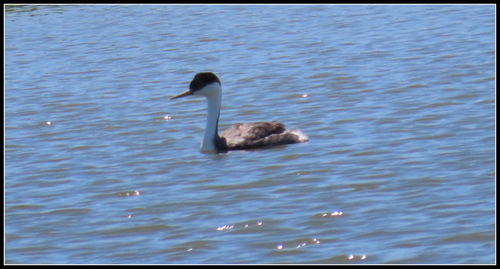 iNaturalist observation photo of Western Grebe