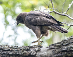 Buteo solitarius