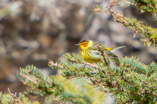 Cape May Warbler