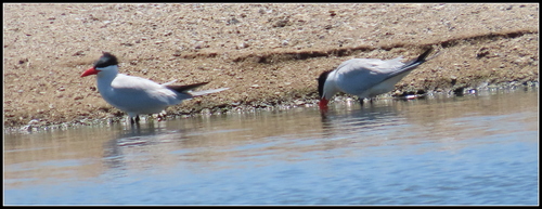 iNaturalist observation photo of Caspian Tern