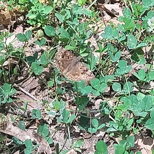 Horace's Duskywing