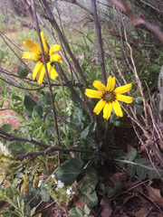 Berlandiera lyrata