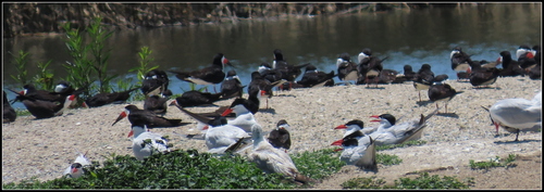 iNaturalist observation photo of Black Skimmer