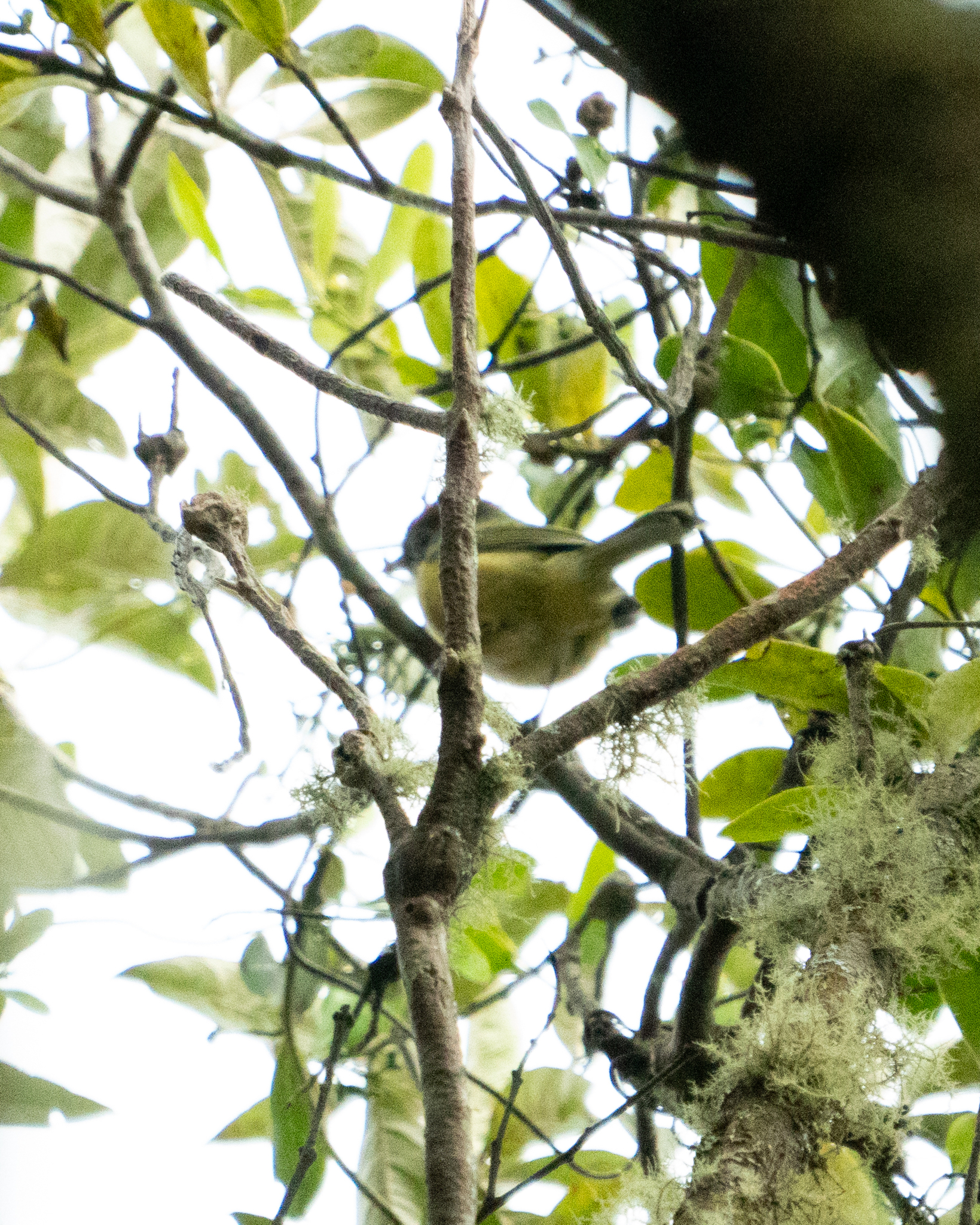 Rufous-crowned Greenlet (Hylophilus poicilotis), photo 10