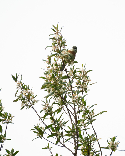 Bay-chested Warbling Finch (Castanozoster thoracicus), photo 6
