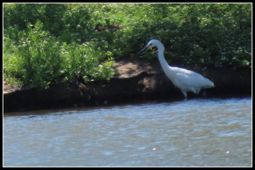 iNaturalist observation photo of Snowy Egret