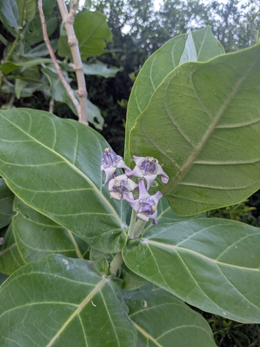 Calotropis gigantea observed 2026-05-26