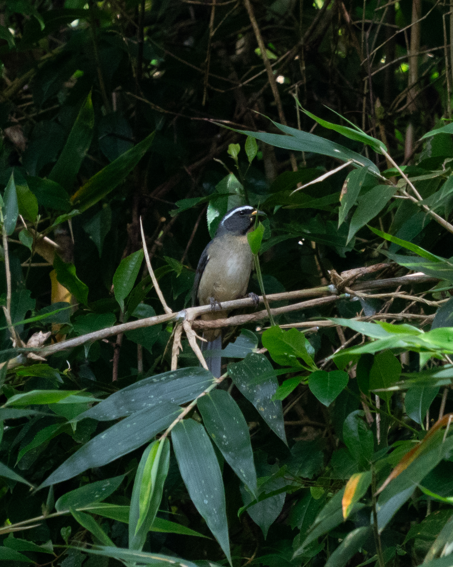 Thick-billed Saltator (Saltator maxillosus), photo 3