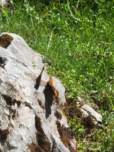Small Tortoiseshell