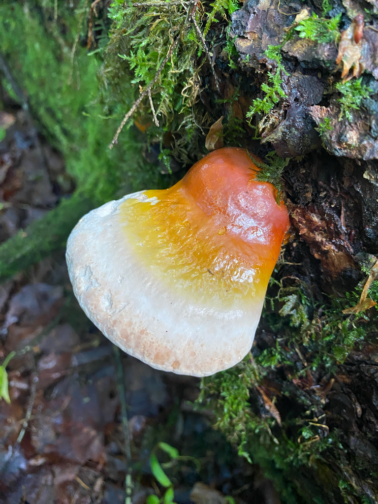 hemlock varnish shelf · June 2026 · photo: Photo: (c) Erik E, some rights reserved (CC BY) · iNaturalist