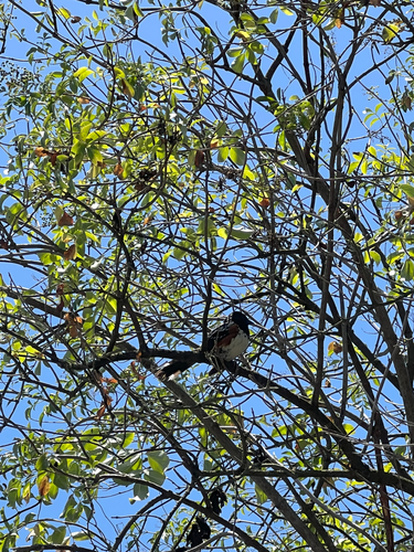 iNaturalist observation photo of Spotted Towhee