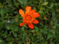 Comaclinium montanum