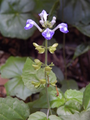 Scutellaria uliginosa