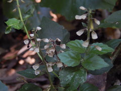 Scutellaria uliginosa