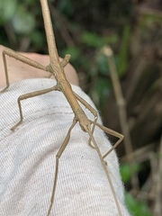 Lamponius portoricensis