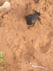 Eleodes suturalis