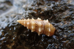 Cerithium vulgatum