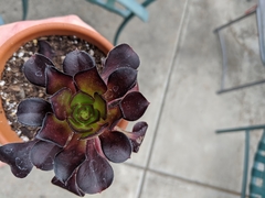 Aeonium arboreum arboreum