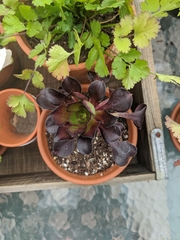 Aeonium arboreum arboreum