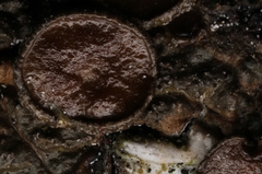 Melanohalea olivacea