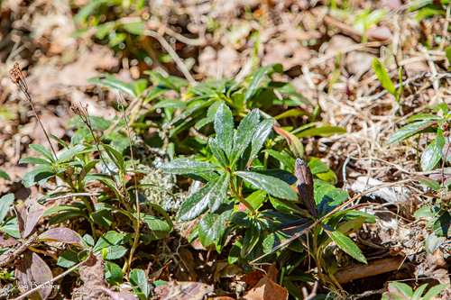 pipsissewa