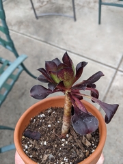 Aeonium arboreum arboreum