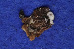 Melanohalea olivacea