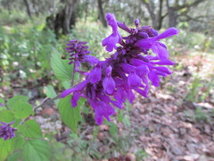 Salvia purpurea