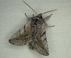 Pleromelloida bonuscula