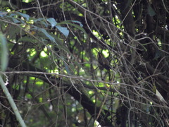 Phaethornis eurynome