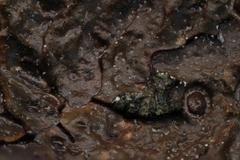 Melanohalea olivacea