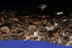 Melanohalea olivacea