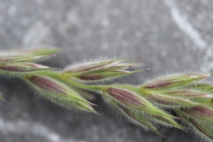 Leymus innovatus