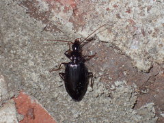 Platynina